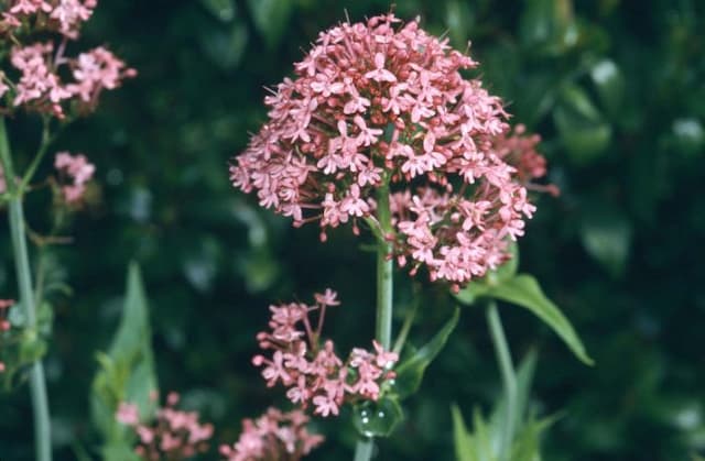 Red valerian