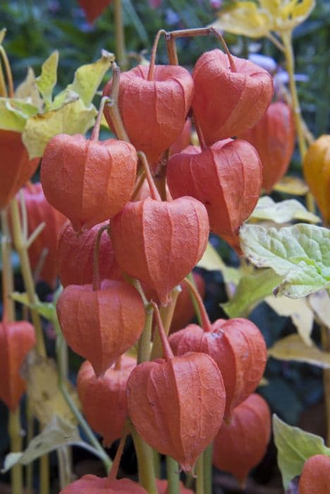 Chinese lantern 'Zwerg'