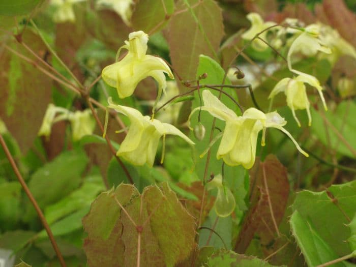 barrenwort 'Flowers of Sulphur'