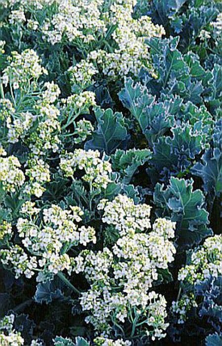 sea kale