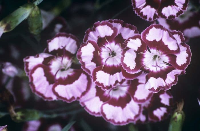 carnation 'Devon Siskin'