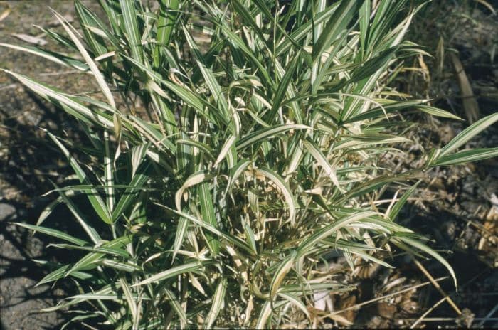 dwarf white-striped bamboo