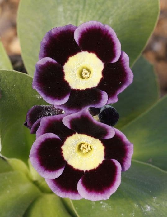 auricula 'C.W. Needham'