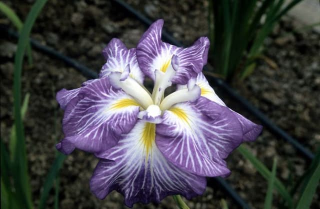 Japanese water iris 'Hue and Cry'