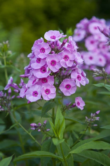 perennial phlox 'Visions'