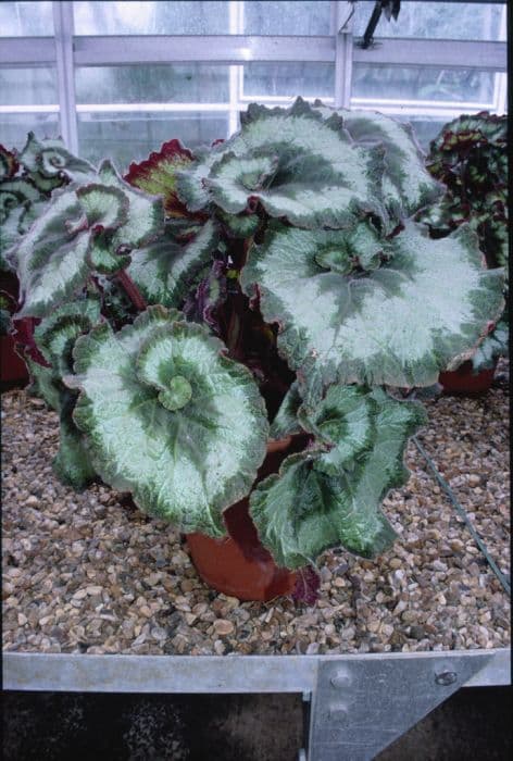 begonia 'Escargot'