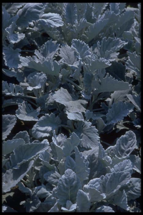 silver ragwort 'Cirrus'