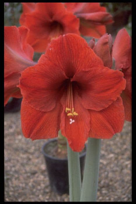 amaryllis 'Orange Souvereign'