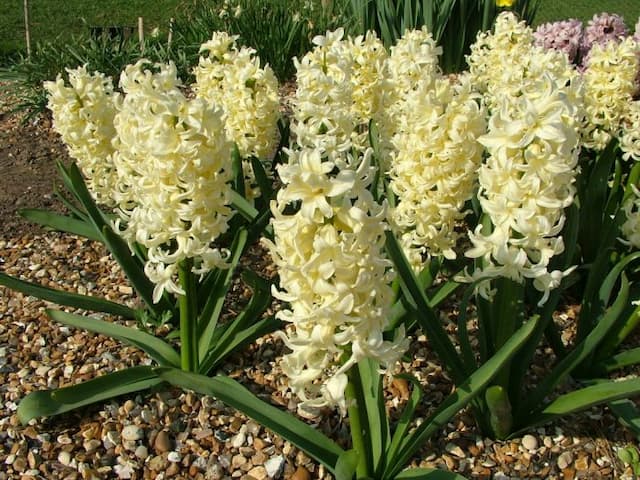 Hyacinth 'Yellow Queen'