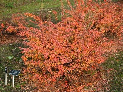 Japanese barberry 'Boum'