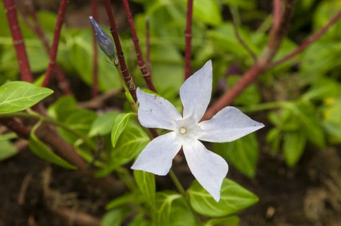 Sardinian intermediate periwinkle