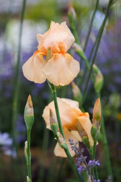 iris 'Orange Harvest'