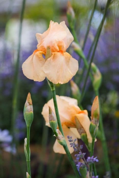 Iris 'Orange Harvest'