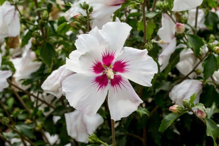 rose of Sharon 'Shantaeyang'