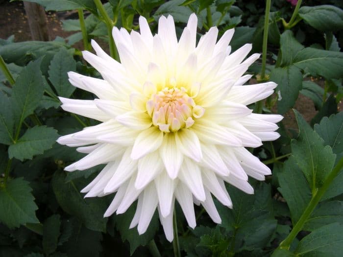 dahlia 'Ruskin Bride'