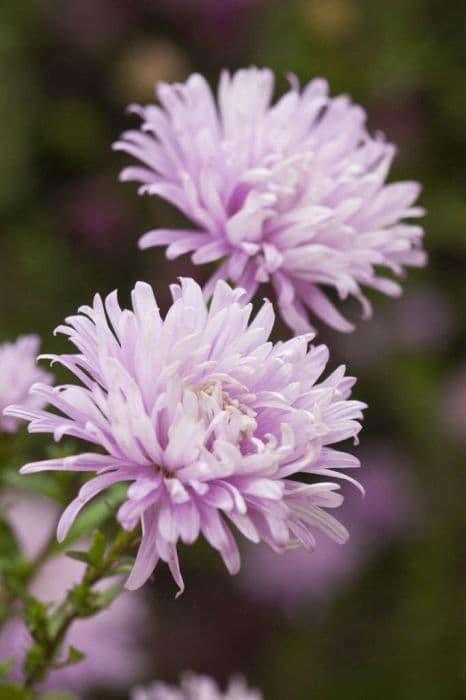 Michaelmas daisy 'Fellowship'