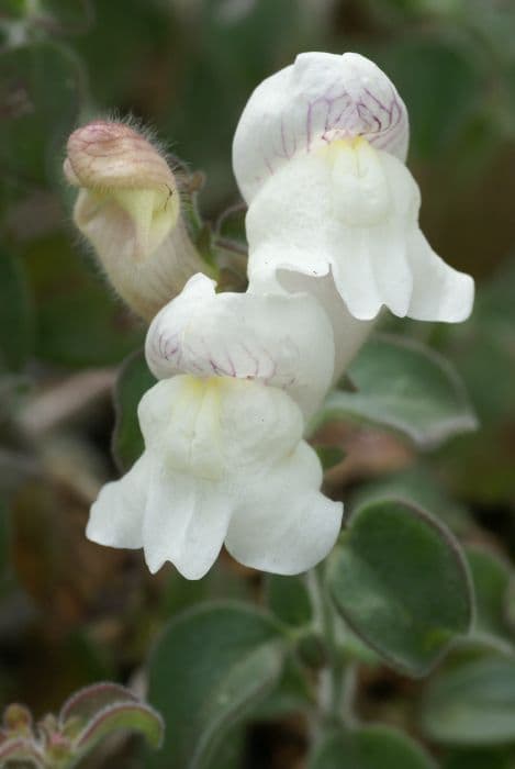 dwarf snapdragon