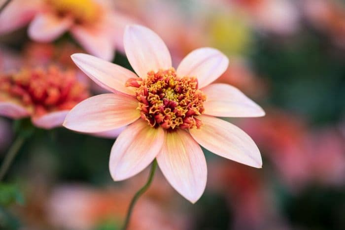 dahlia 'Totally Tangerine'