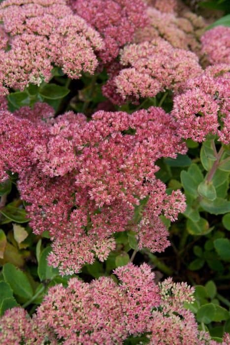 Sedum Herbstfreude Group