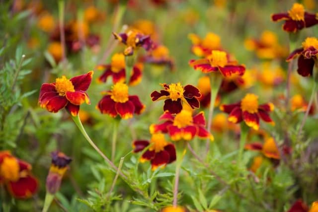 French marigold 'Red Knight'