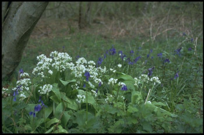 ramsons