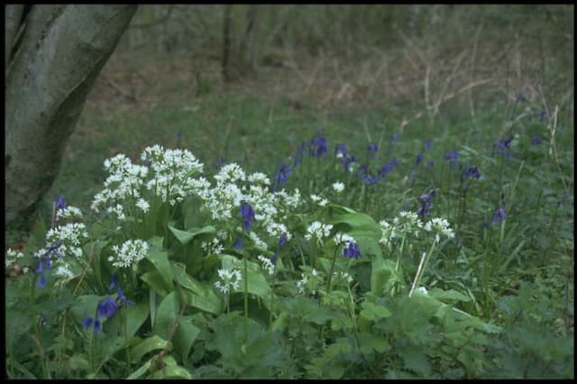 Ramsons