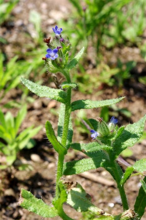 bugloss