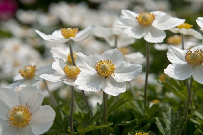 snowdrop windflower