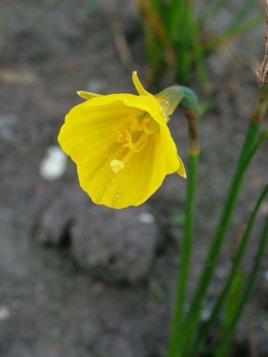 daffodil 'Apollo Gold'