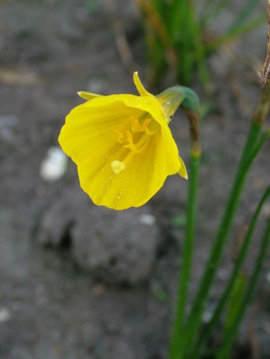 Daffodil 'Apollo Gold'