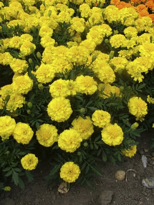 French marigold 'Yellow Jacket'