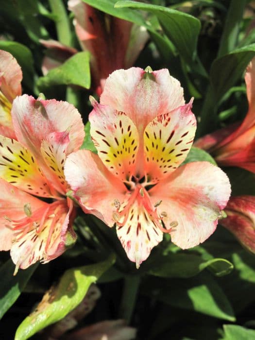 Peruvian lily [Inca Coral]