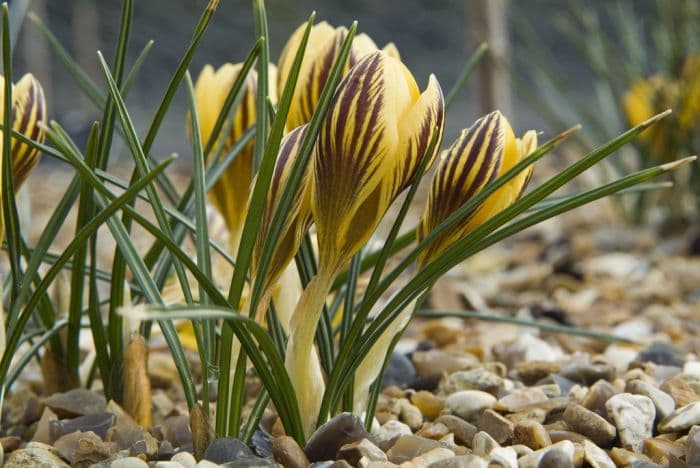 crocus 'Gipsy Girl'