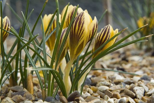 Crocus 'Gipsy Girl'