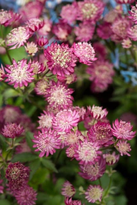 astrantia 'Star of Treasure'