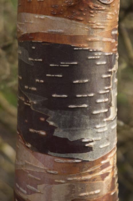 Himalayan birch 'Park Wood'