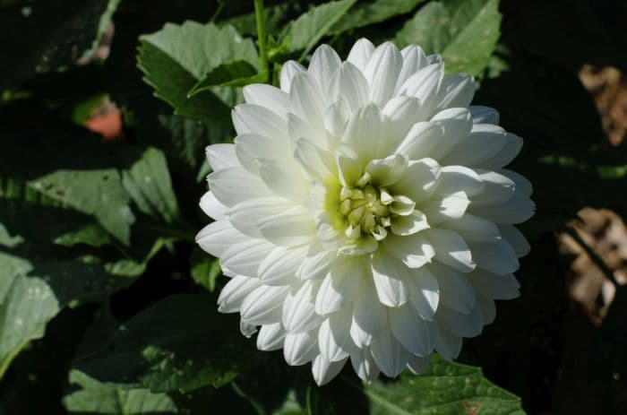 dahlia 'Mayo'