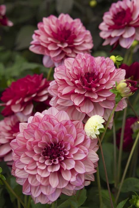 dahlia 'Crème de Cassis'