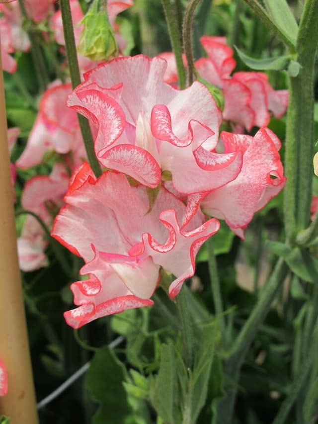 Sweet Pea 'Minuet Orange-pink'