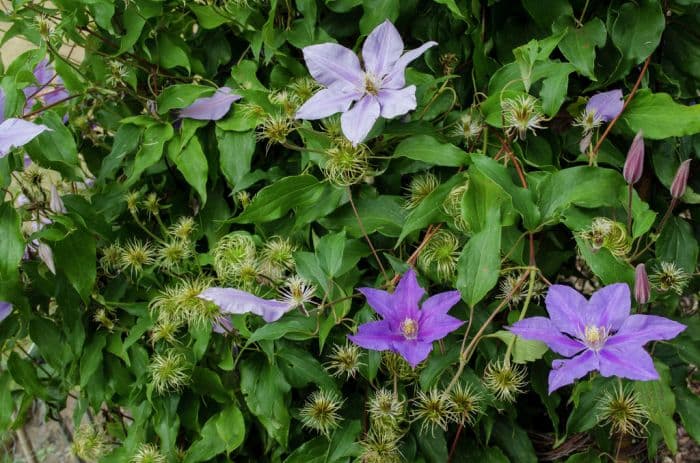 clematis 'Vivienne Lawson'