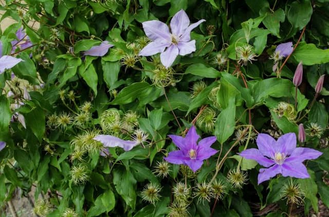 Clematis 'Vivienne Lawson'