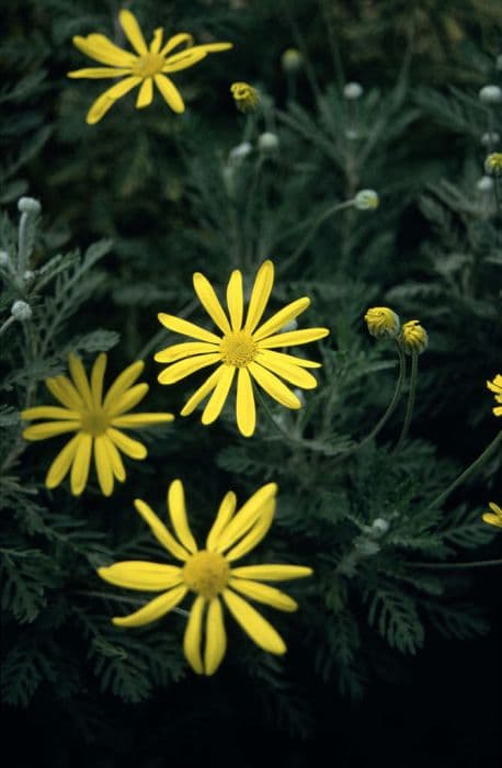 grey-leaved euryops