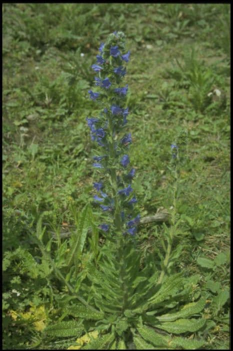 viper's bugloss