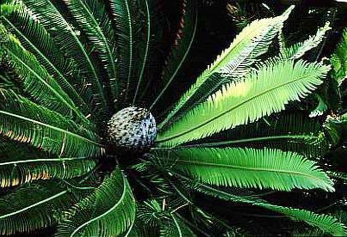 chestnut dioon