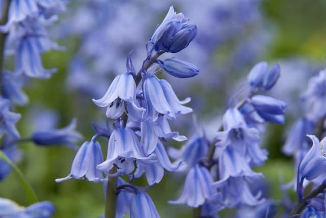 Spanish bluebell