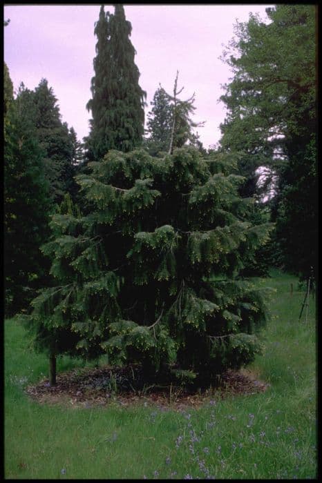 Brewer's weeping spruce
