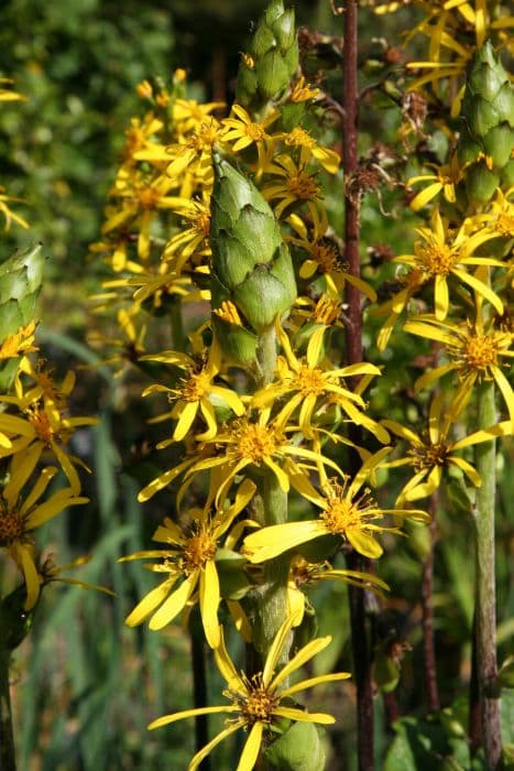 narrow-headed leopard plant