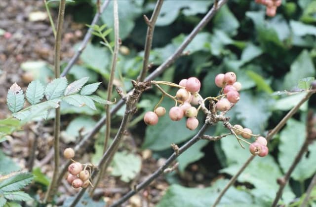 Chinese dwarf mountain ash