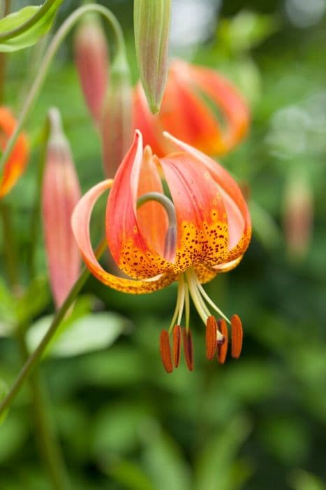 leopard lily