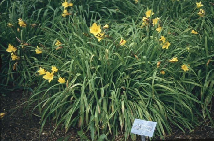 daylily 'Golden Chimes'